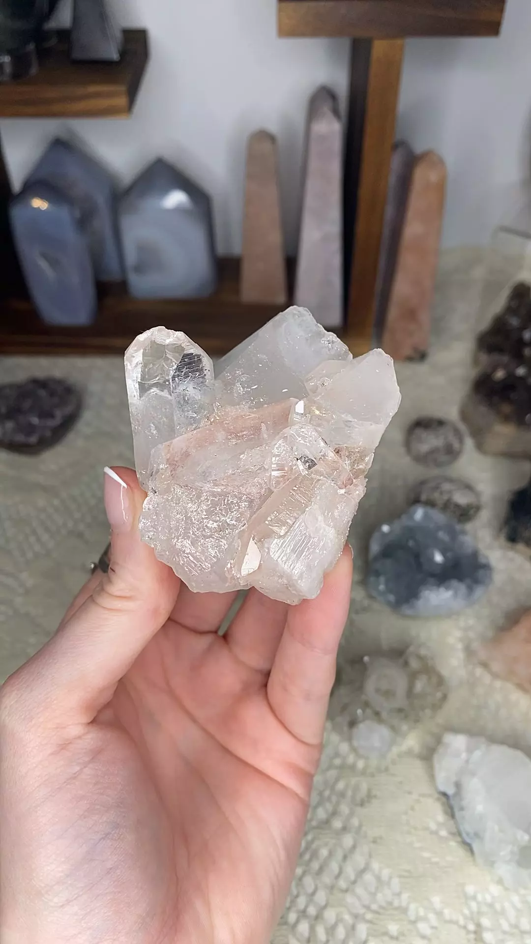 plant/Pink Lemurian from Colombia-0