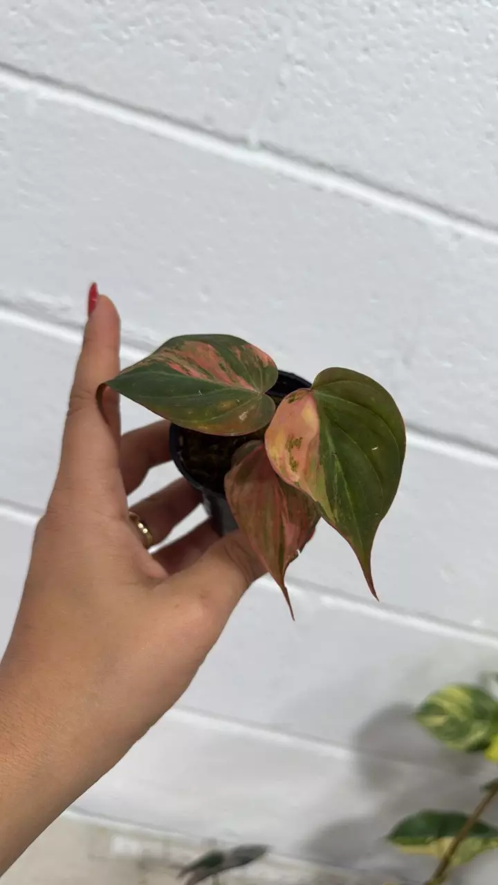 plant/0061  philodendron micans variegated-0