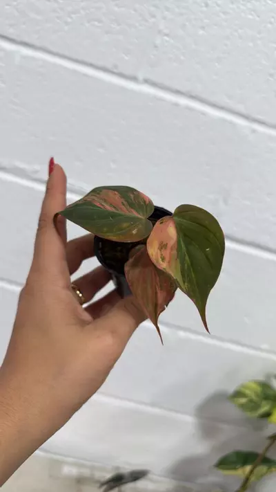 plant/0061  philodendron micans variegated-0-thumbnail