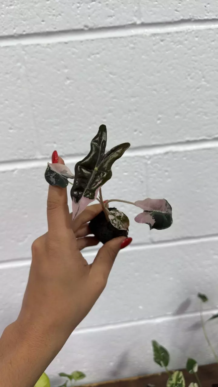 plant/Alocasia nobilis variegated 3” plug exactly one-0