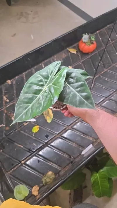 plant/Alocasia Pink Dragon - Seller's Choice-0-thumbnail