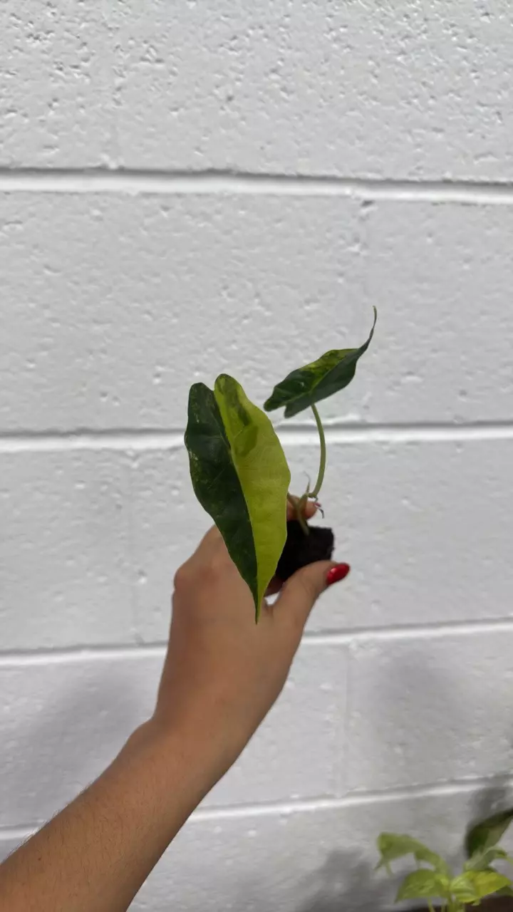 plant/0141 Alocasia Sanderiana Aurea-0