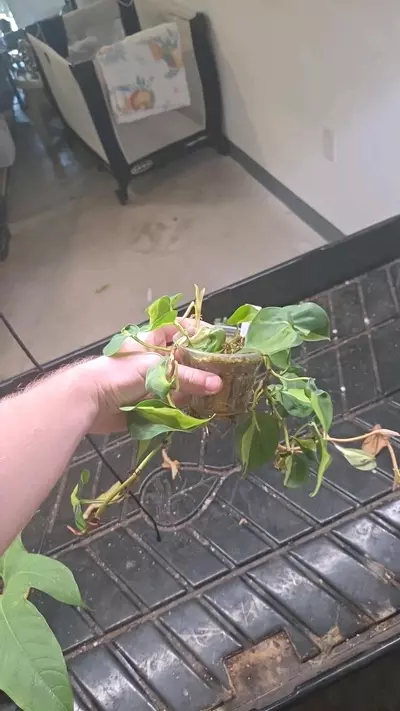 plant/Philodendron Brasil Cream Spash - Seller's Choice-1-thumbnail