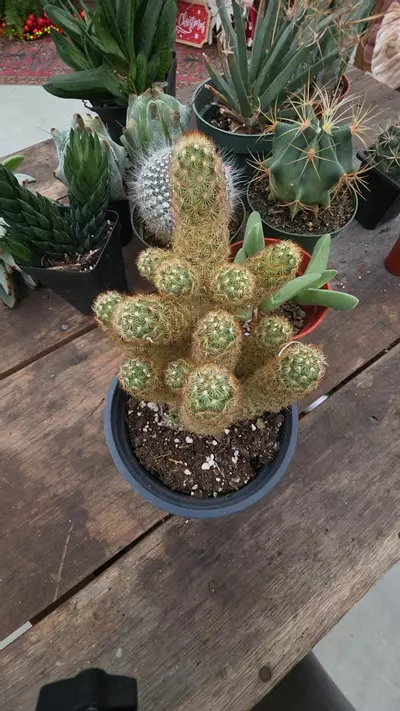 plant/golden peanut cactus 5"-0-thumbnail