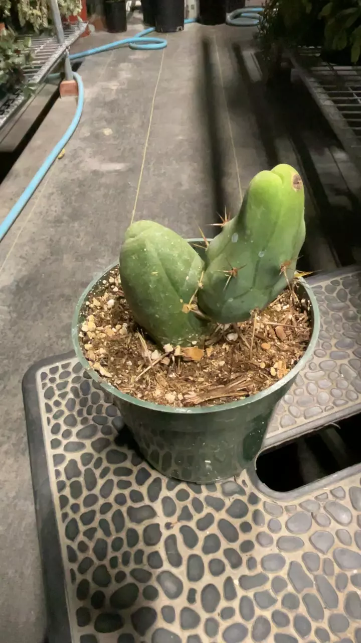 plant/Penis Cactus 4”-0