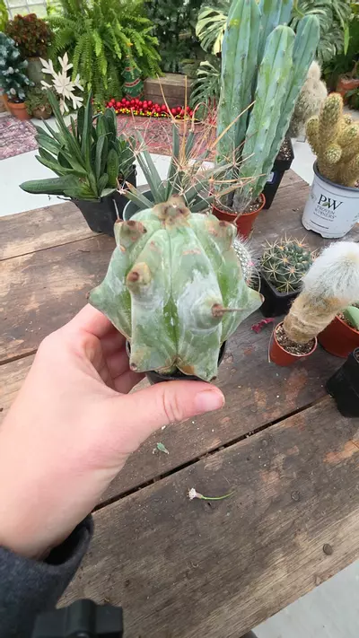 plant/breckei-0-thumbnail