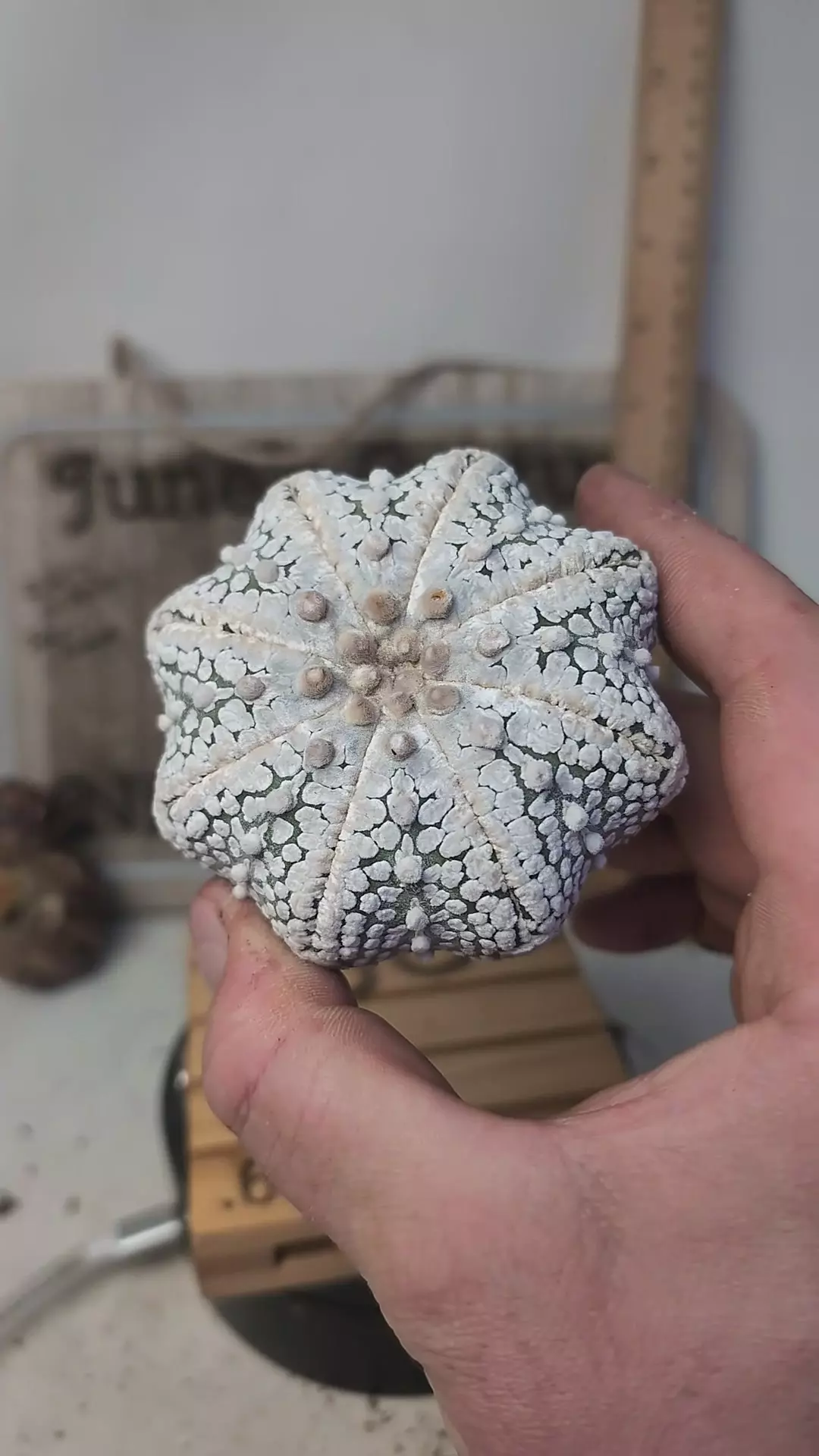 plant/h137 snowy star 3.25" wide-0