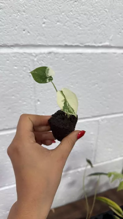 plant/Alocasia Melo albo exactly one  plug-0-thumbnail