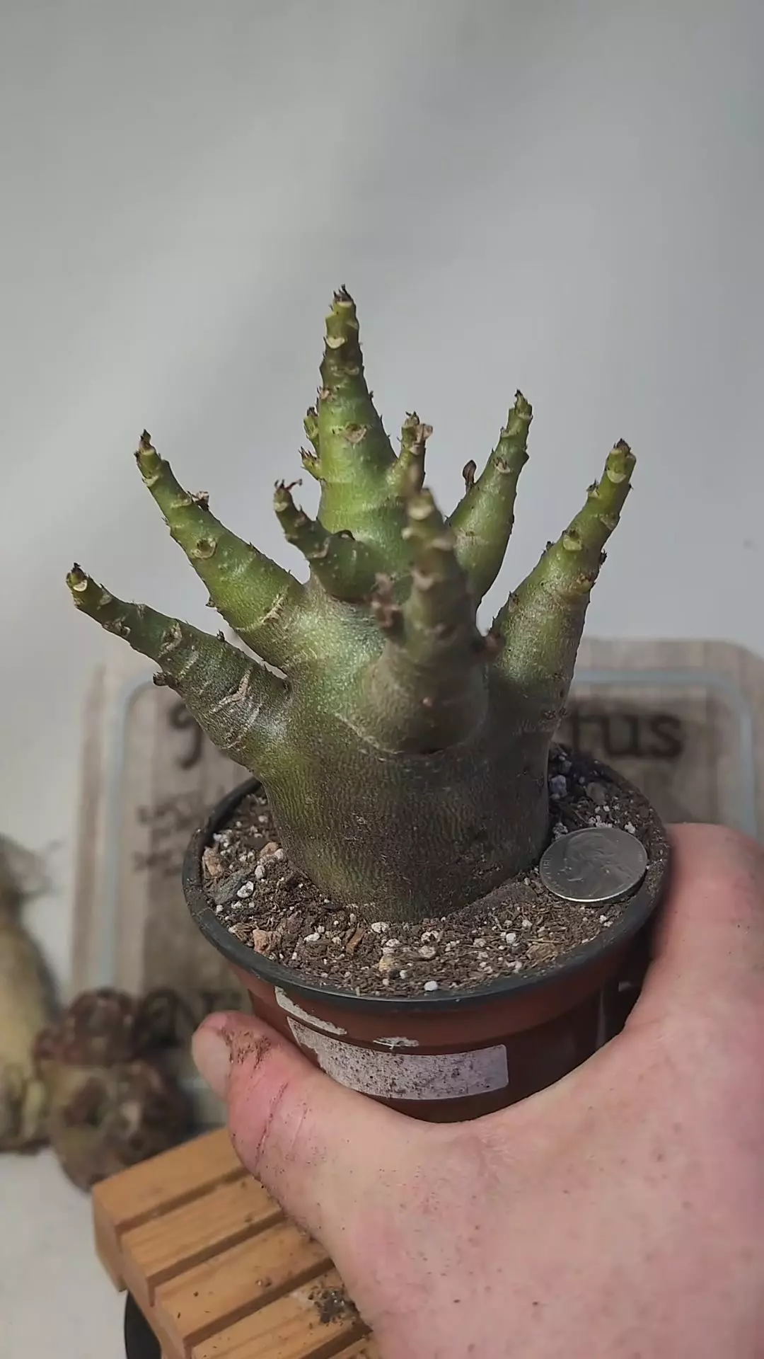 plant/j32 purple skin Adenium arabicum 4" pot-0