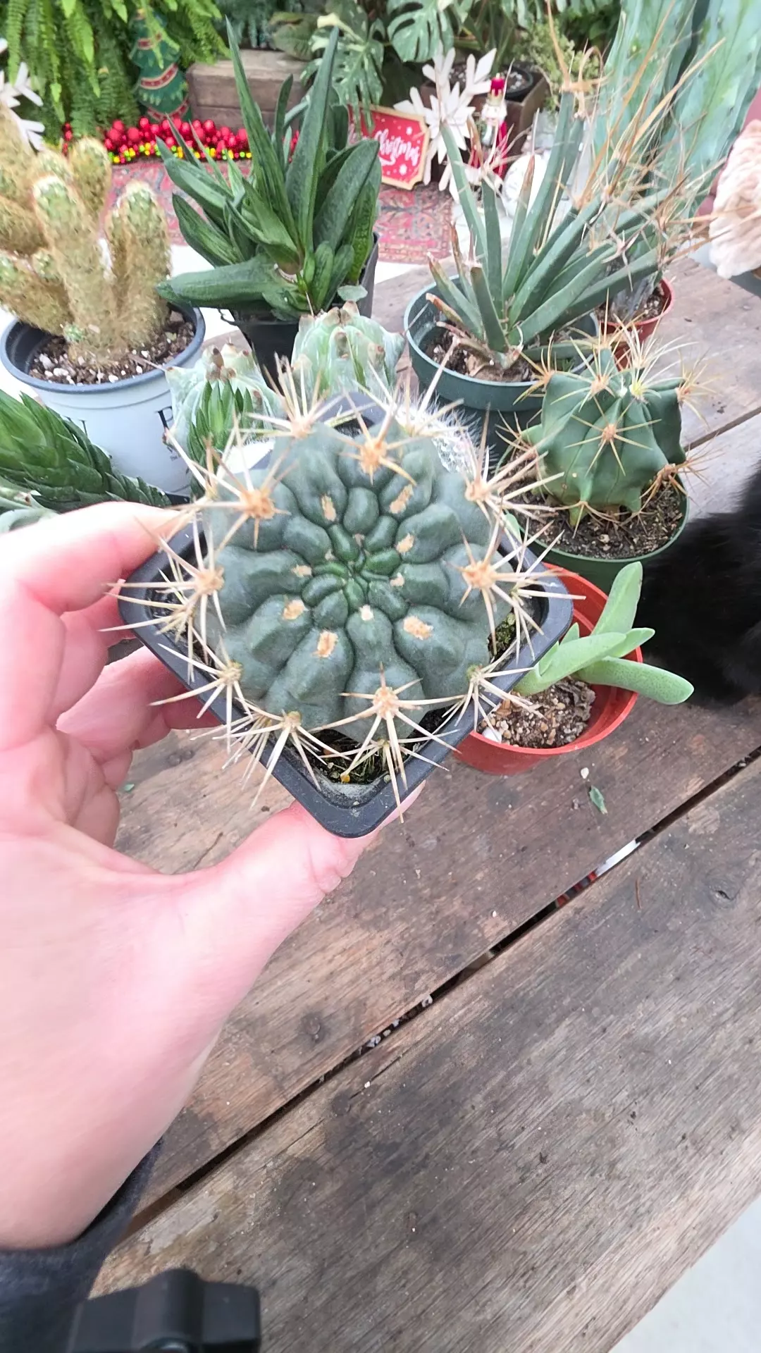 plant/chin gymno hybrid-0