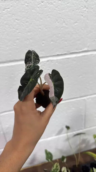 plant/alocasia amazónica variegated   plug-0-thumbnail