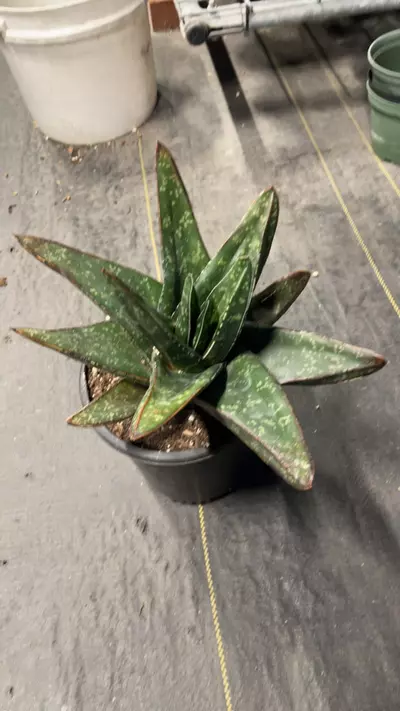 plant/Aloe 6”-0-thumbnail