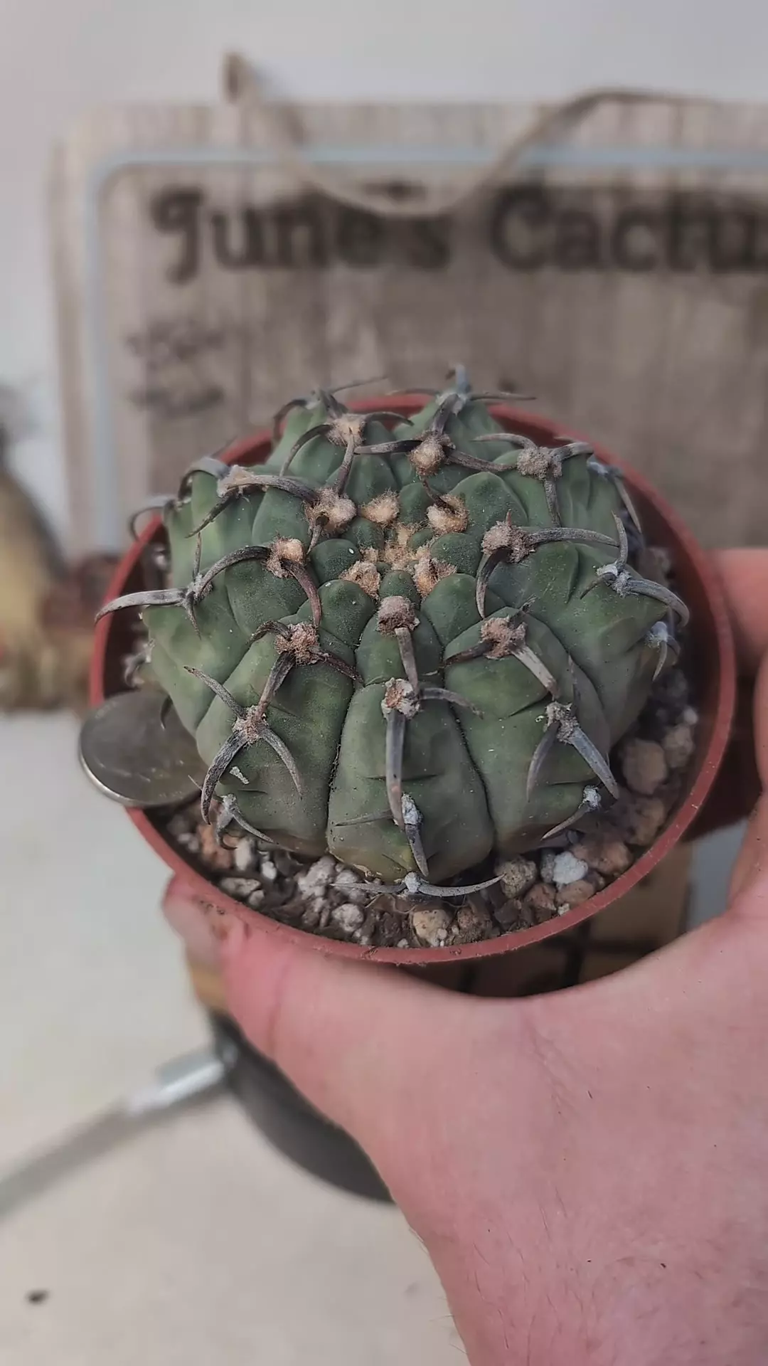 plant/j8 Gymno super vatteri 4" pot-0