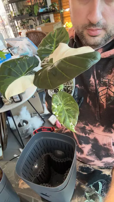 plant/Regal Shiele Albo corm 3-0-thumbnail