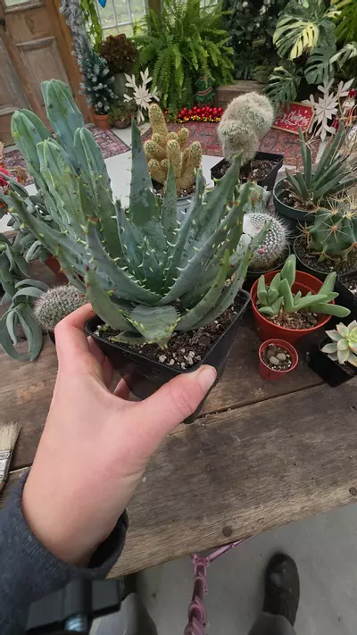 plant/mountain aloe xl-0-thumbnail