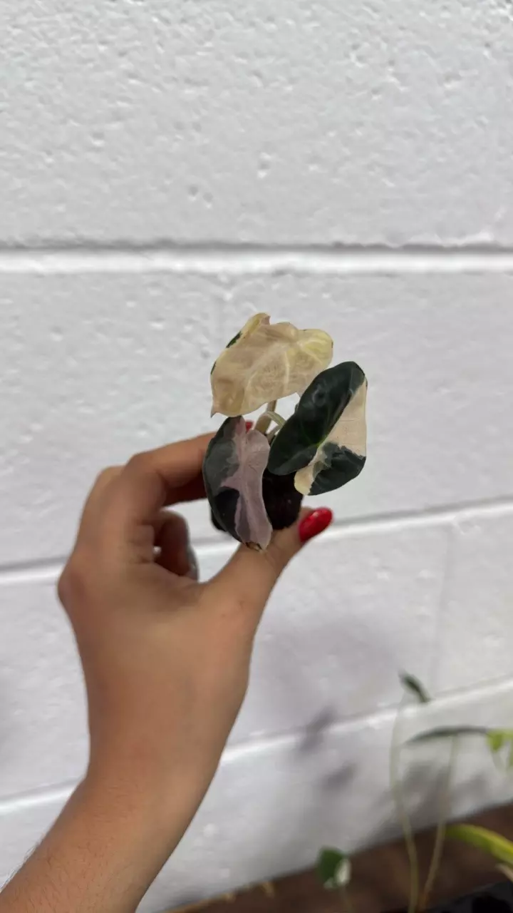 plant/Alocasia ballon heart variegated exactly one-0
