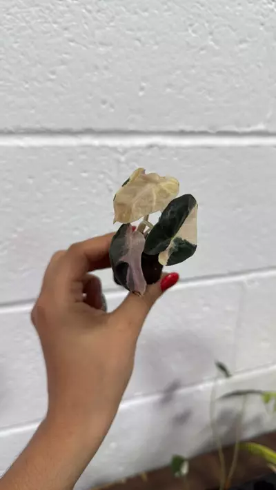 plant/Alocasia ballon heart variegated exactly one-0-thumbnail