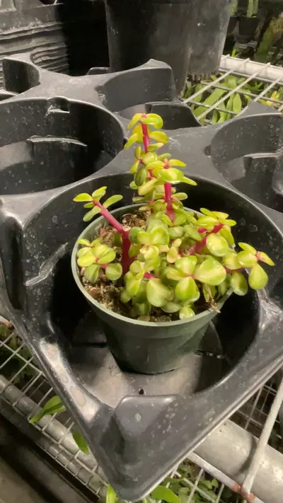 plant/Rainbow Elephant Bush 4”-0-thumbnail