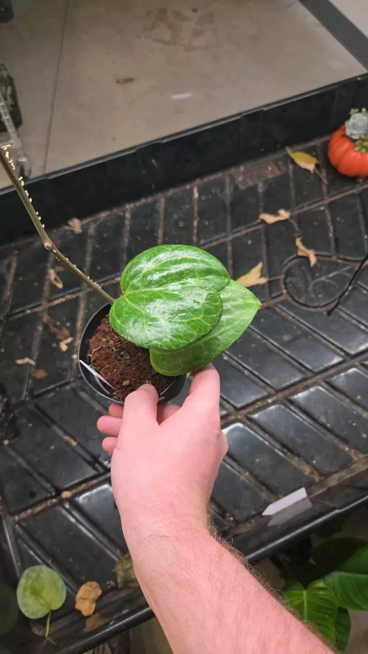 plant/Hoya Sarawak - Seller's Choice-0