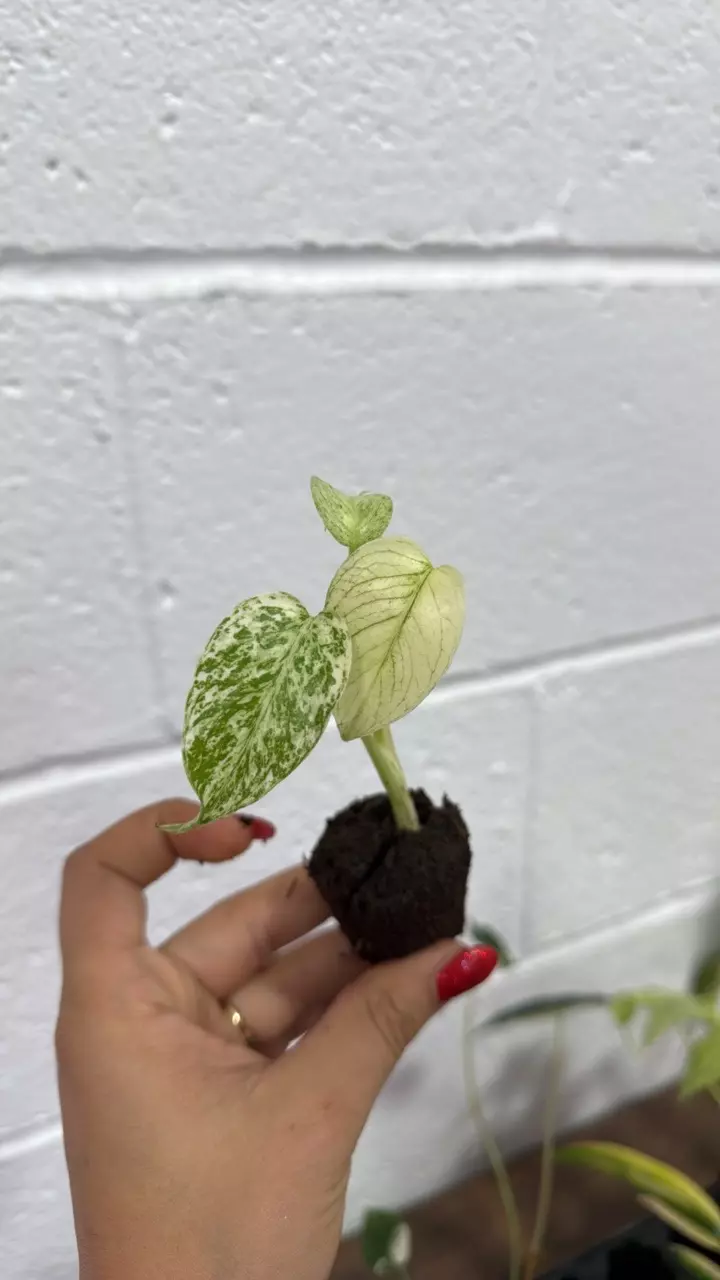 plant/Monstera mint GC plug-0