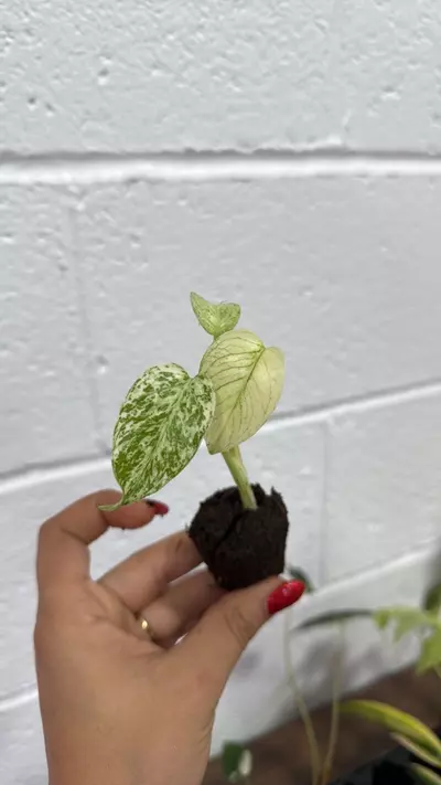 plant/Monstera mint GC plug-0-thumbnail