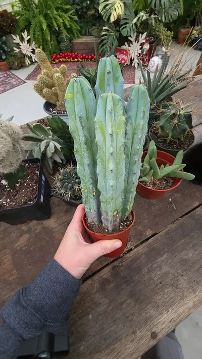 plant/blue quad-0-thumbnail