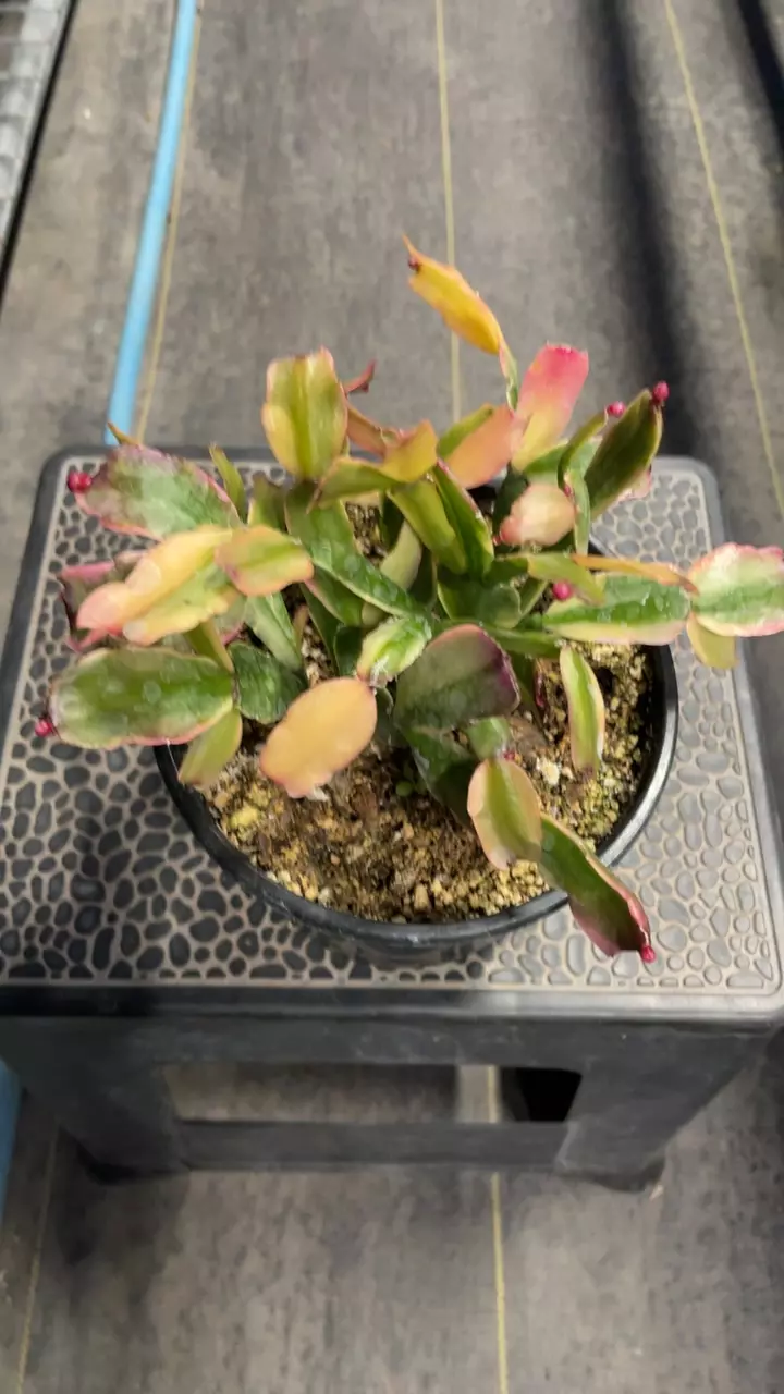 plant/Variegated Christmas Cactus 6”-0
