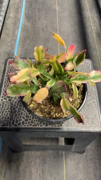 plant/Variegated Christmas Cactus 6”-0-thumbnail