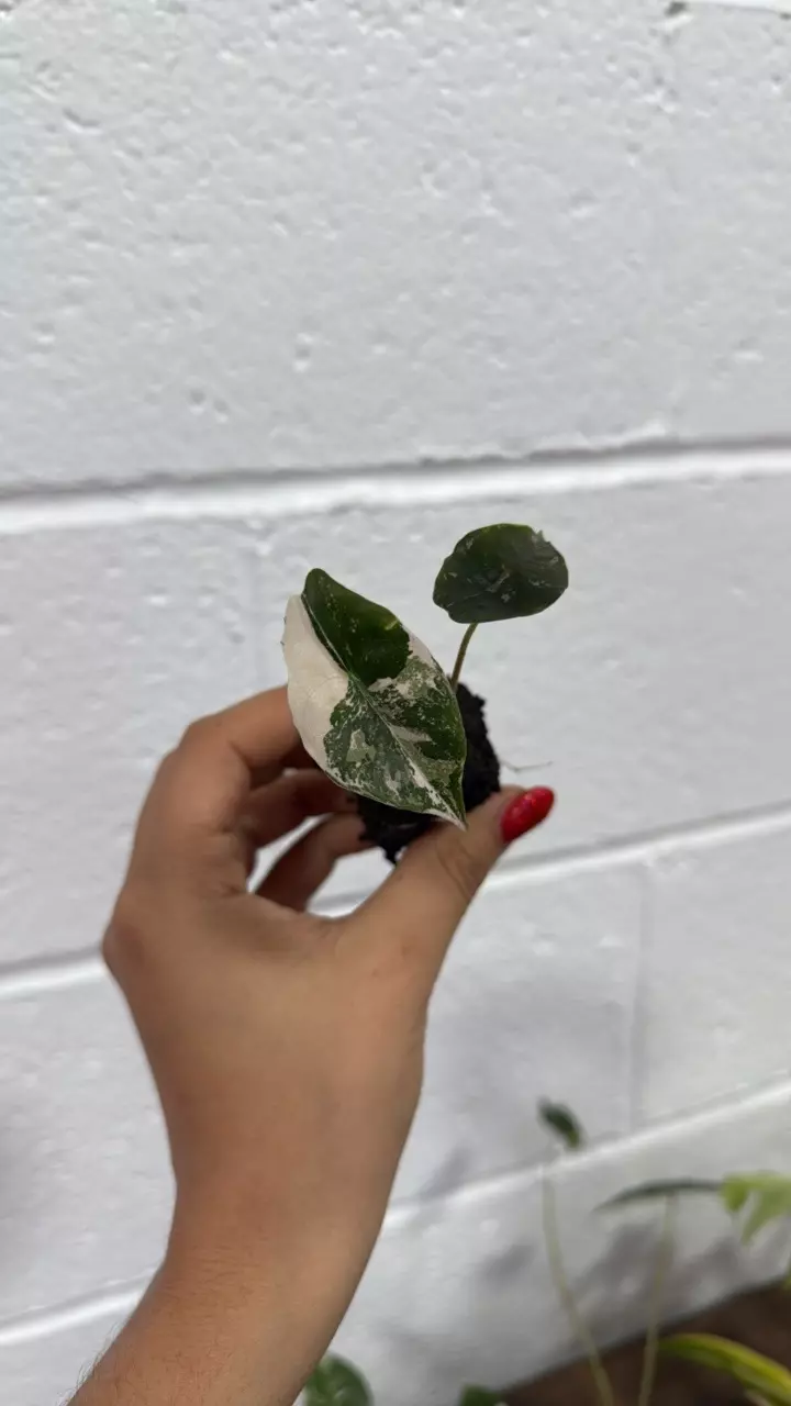 plant/Alocasia chantrieri variegated exactly one-0