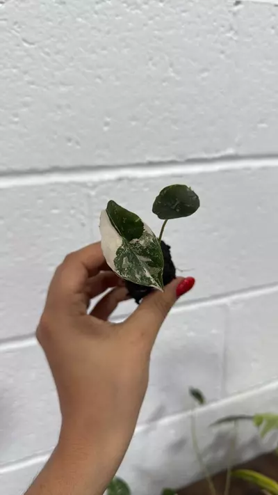 plant/Alocasia chantrieri variegated exactly one-0-thumbnail