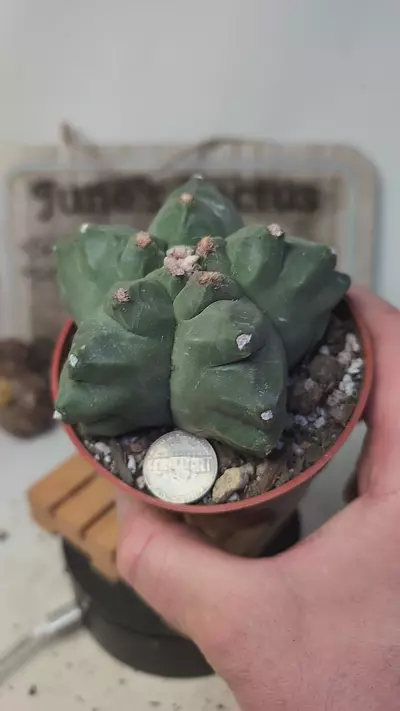 plant/h124 Astro myrio kikko 4" pot-0-thumbnail