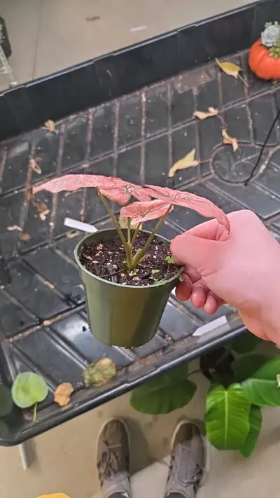 plant/Caladium Scarlet Mary - Exact Plant-1-thumbnail