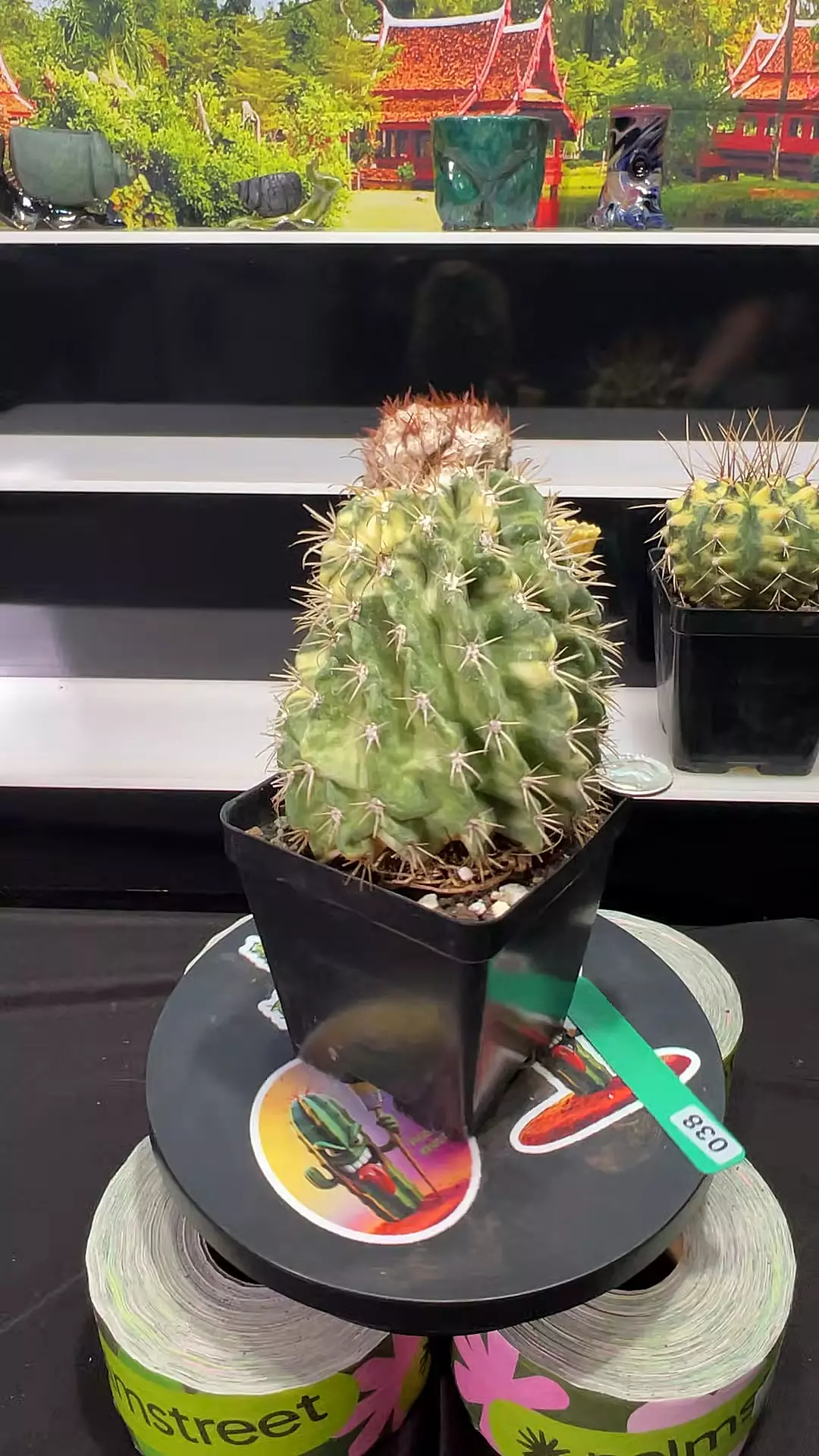 plant/38 variegated melocactus twisty odd form-0