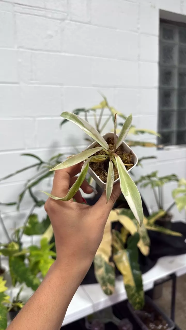 plant/0168 philodendron tortum variegated-0