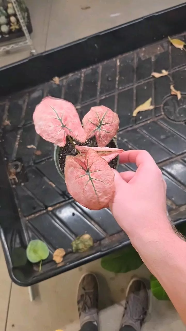 plant/Caladium Scarlet Mary - Exact Plant-0