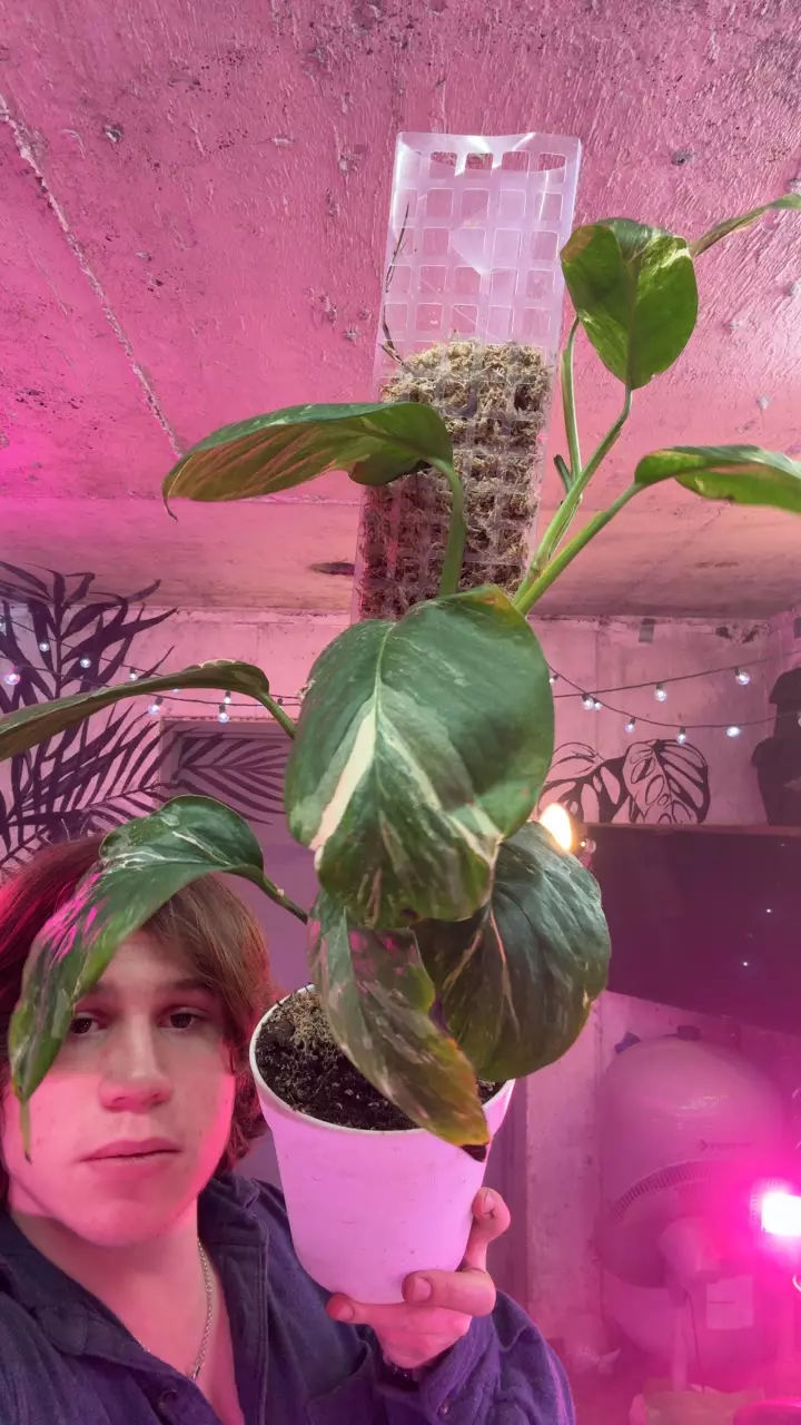 plant/monstera lac var-0