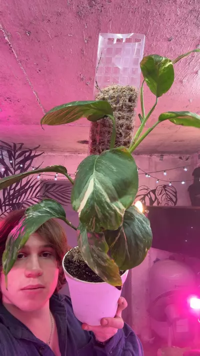 plant/monstera lac var-0-thumbnail