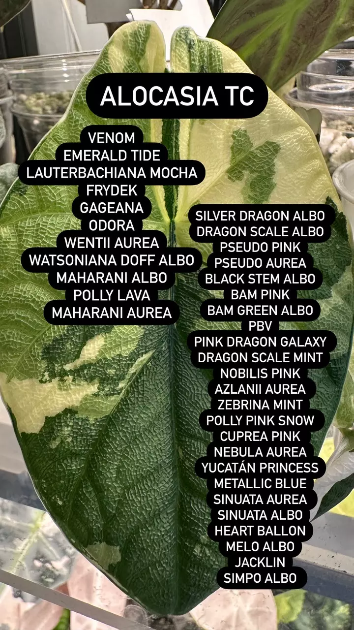 plant/Tissue Culture Option-0