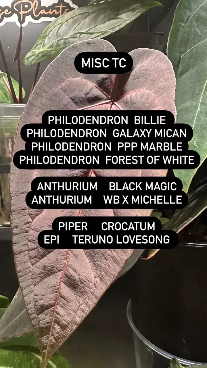 plant/Tissue Culture Option-1