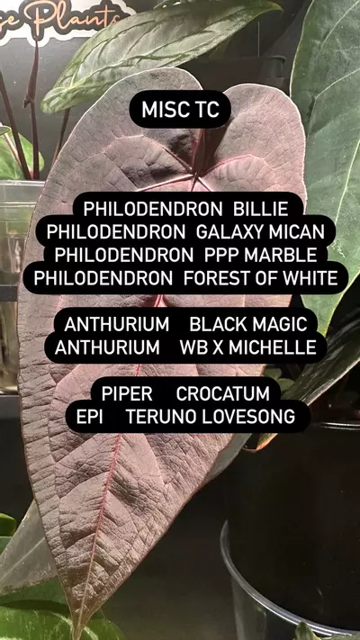 plant/Tissue Culture Option-1-thumbnail