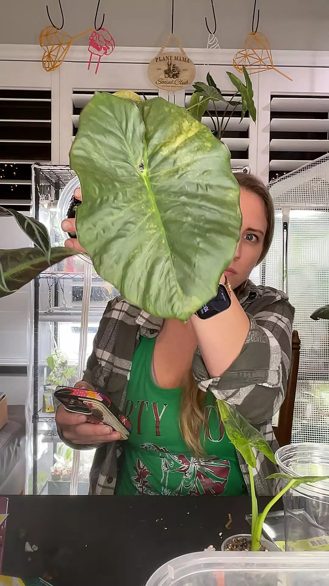 plant/0566 gold serendipity-0