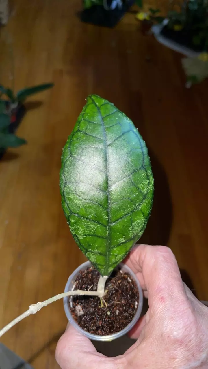 plant/52 Hoya finlaysonii-0