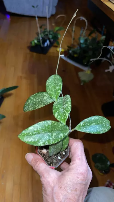 plant/39 Hoya crassipetiolata x 'Michele' Clone 2-0-thumbnail