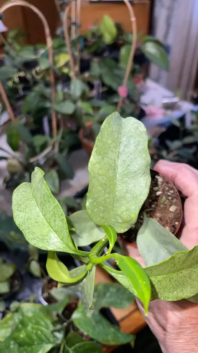 plant/47 Hoya multiflora 'Silver-1-thumbnail