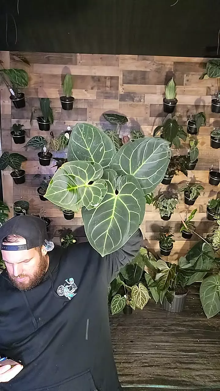 plant/bess x rc x kos-0