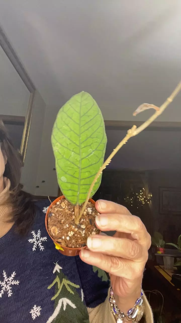 plant/callistophylla sabah-0