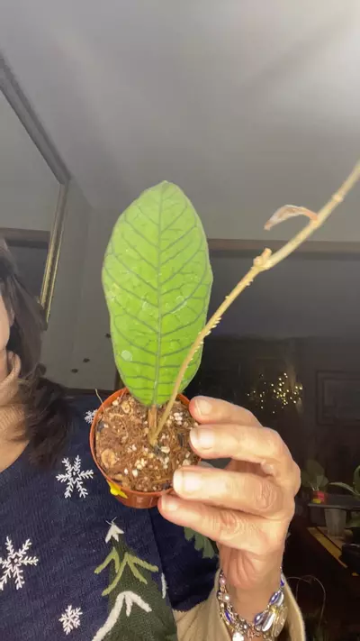 plant/callistophylla sabah-0-thumbnail