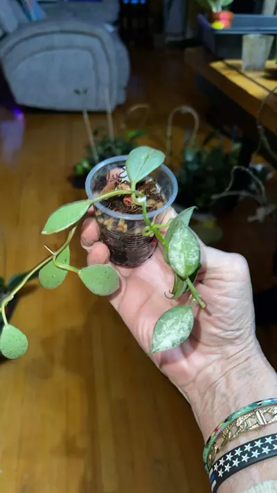 plant/43 Hoya lacunosa 'Sulcata'-0-thumbnail