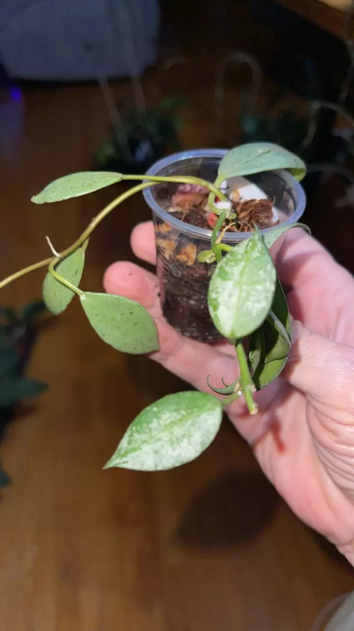 plant/43 Hoya lacunosa 'Sulcata'-1