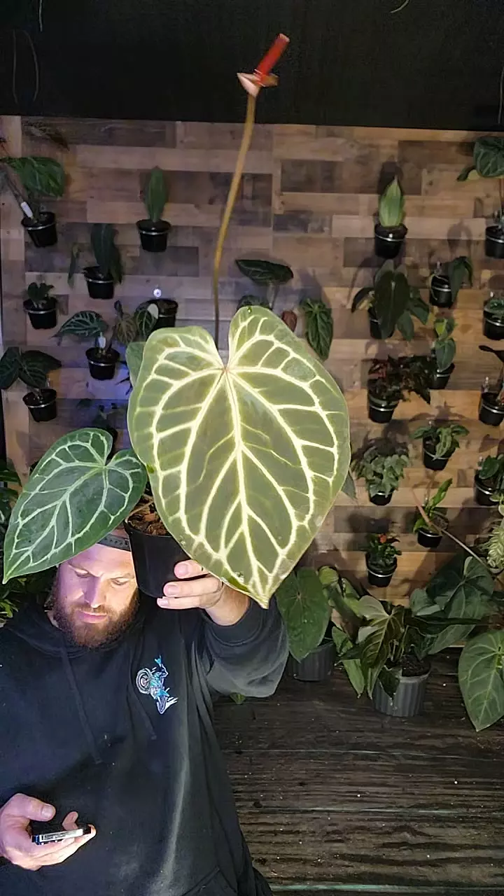 plant/rc x doryaki-0